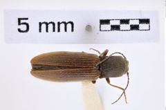Foto (Dorsalansicht) von Athous turcicus (Reitter, 1905) (NHMW-ZOO-COL-0007808)